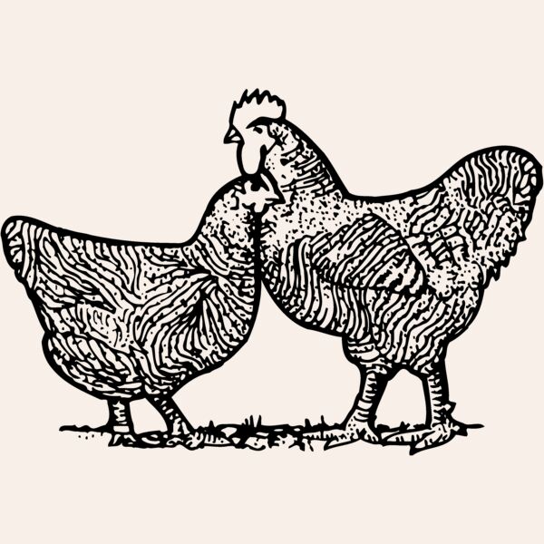 CHICK005 Thumbnail