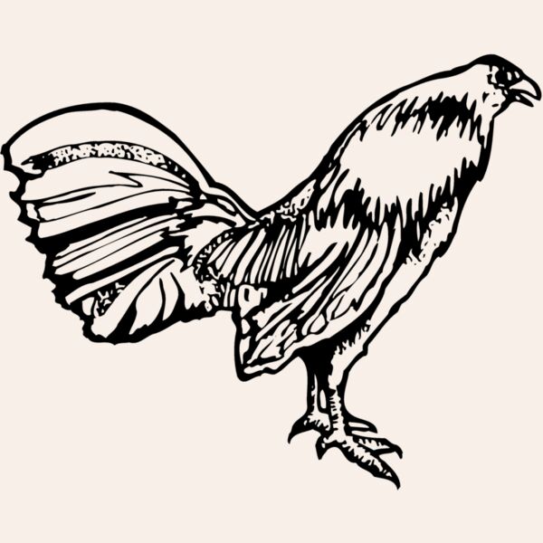 CHICK011 Thumbnail