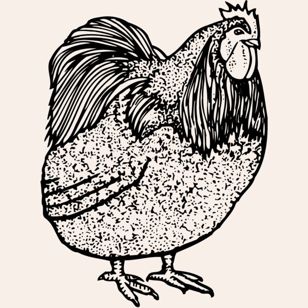 CHICK014 Thumbnail
