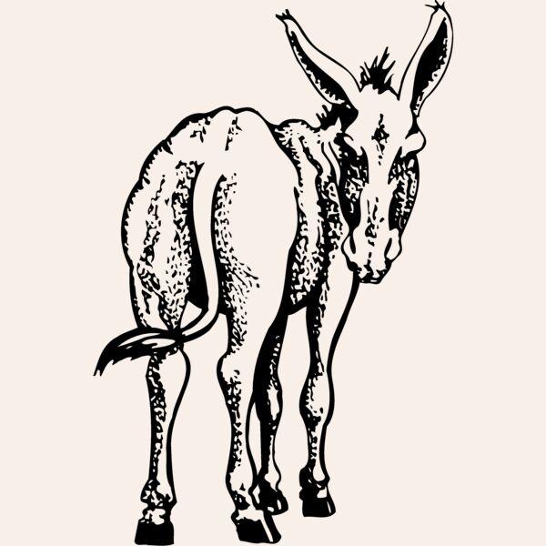 BURRO003 Thumbnail