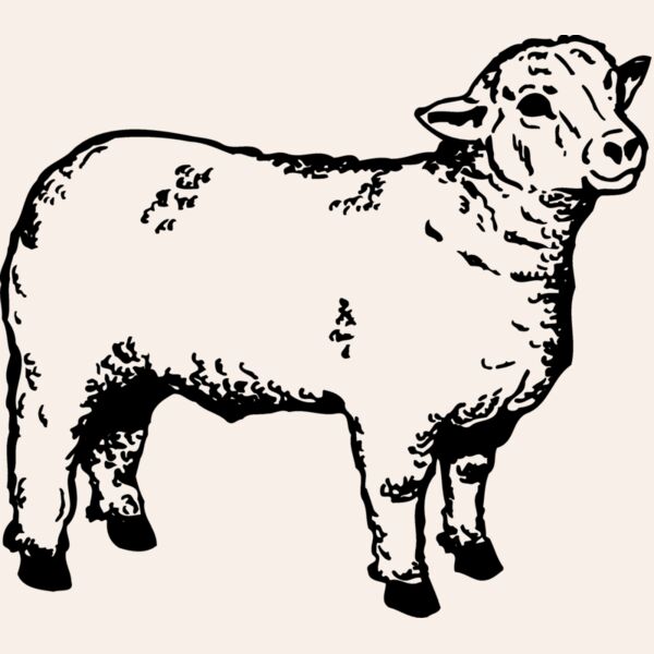 SHEEP006 Thumbnail