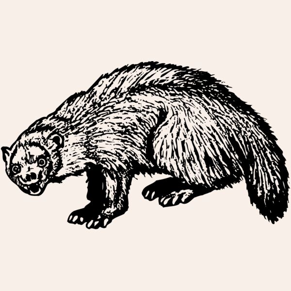 BADGER01 Thumbnail