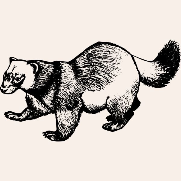 BADGER02 Thumbnail