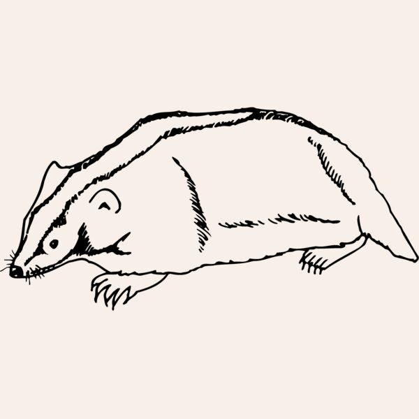 BADGER06 Thumbnail