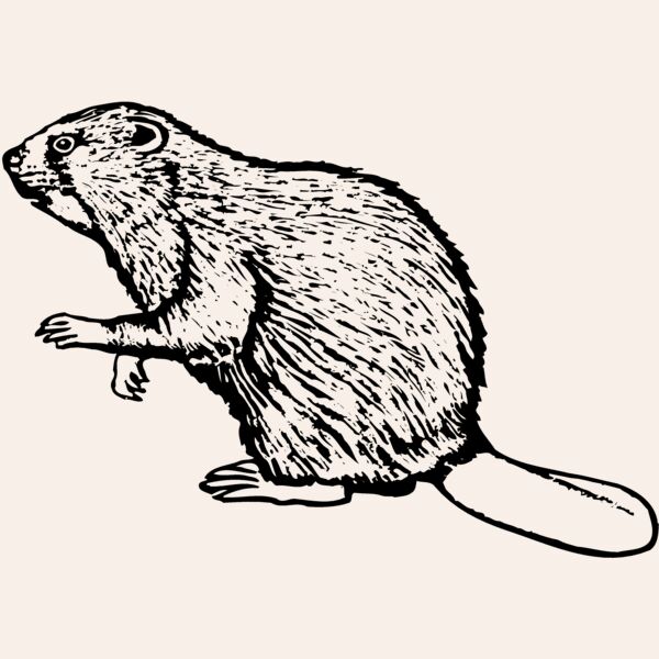 BEAVER03 Thumbnail