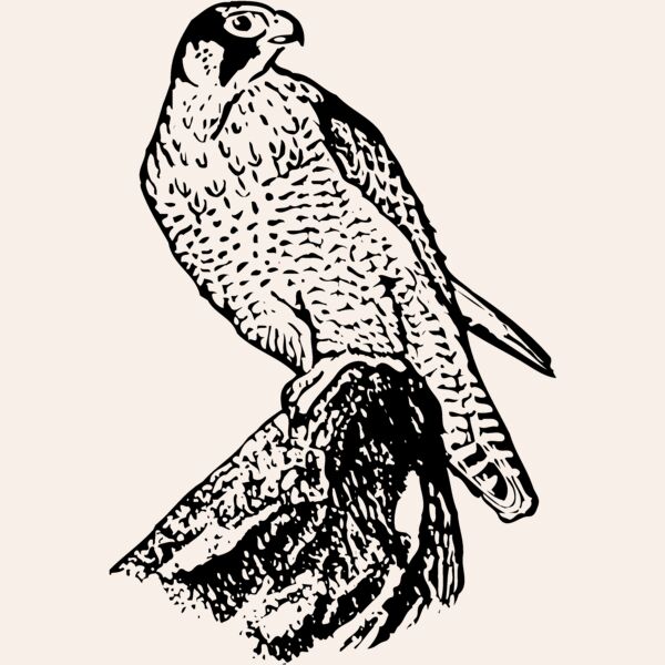 BIRD004 Thumbnail
