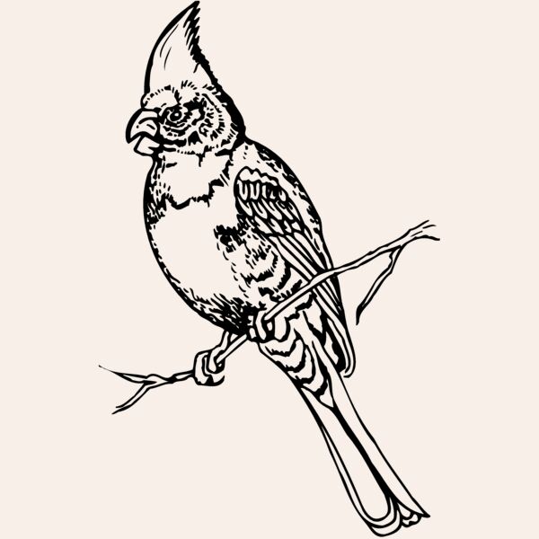 BIRD008 Thumbnail