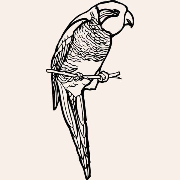 BIRD013 Thumbnail