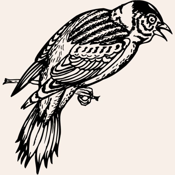 BIRD022 Thumbnail