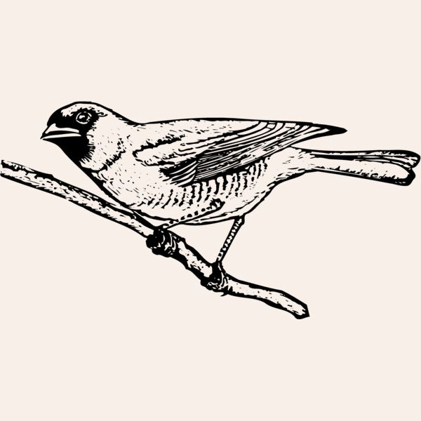 BIRD024 Thumbnail