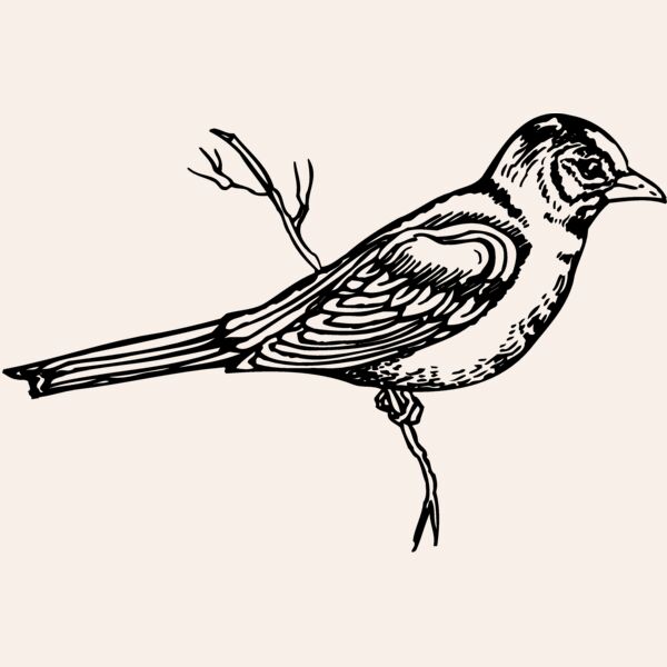 BIRD026 Thumbnail