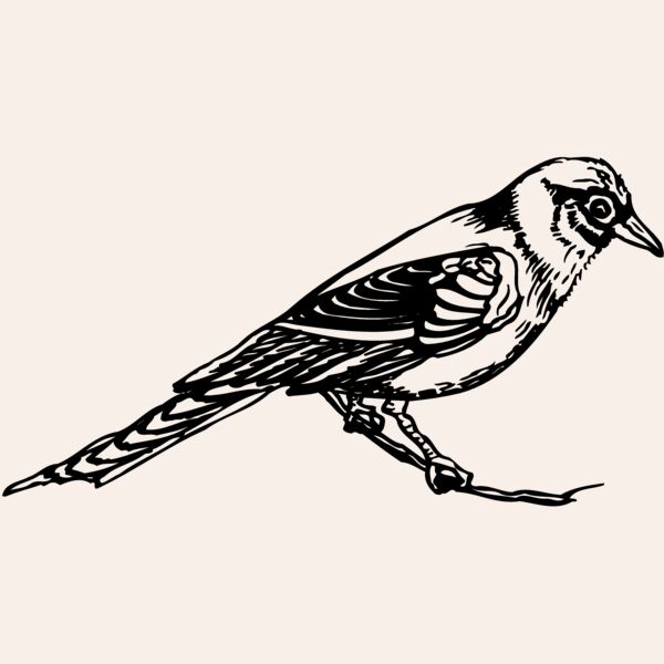 BIRD030 Thumbnail