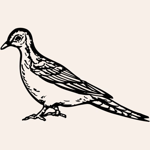 BIRD034 Thumbnail