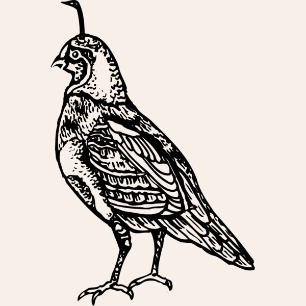 BIRD042 Thumbnail