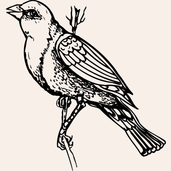 BIRD043 Thumbnail