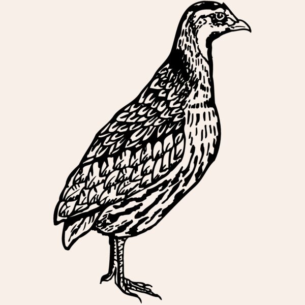 BIRD044 Thumbnail