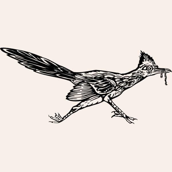 BIRD046 Thumbnail