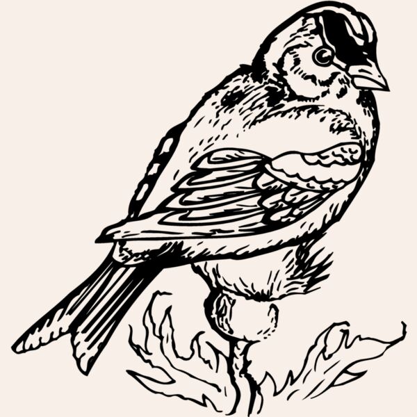 BIRD050 Thumbnail