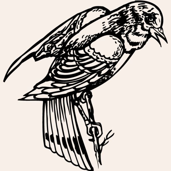 BIRD051 Thumbnail
