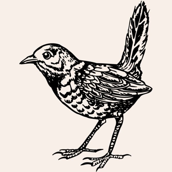 BIRD052 Thumbnail