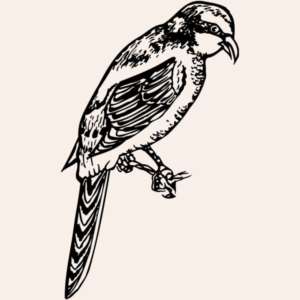 BIRD053 Thumbnail