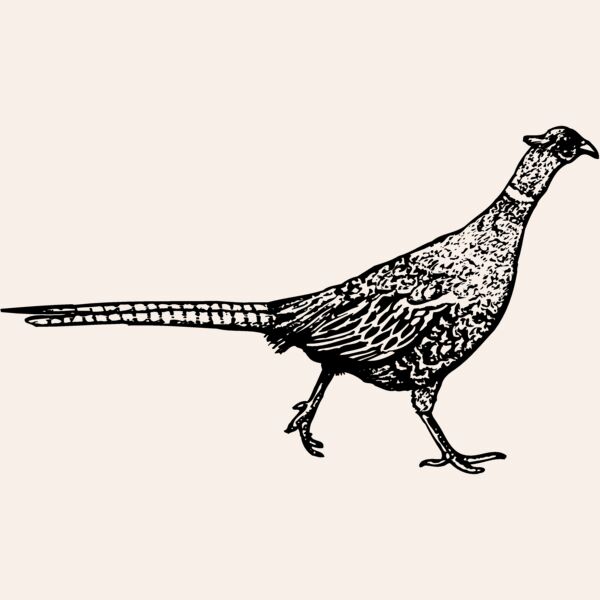 BIRD061 Thumbnail