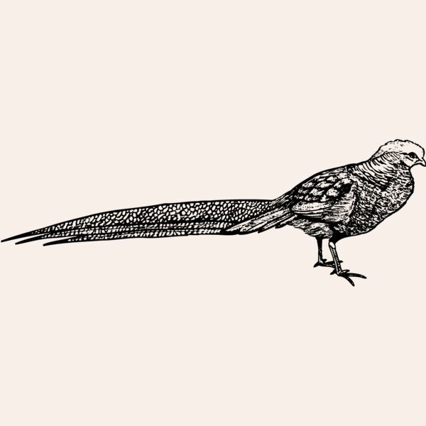 BIRD062 Thumbnail