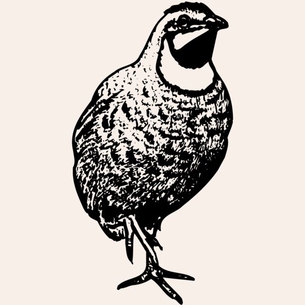 BIRD063 Thumbnail