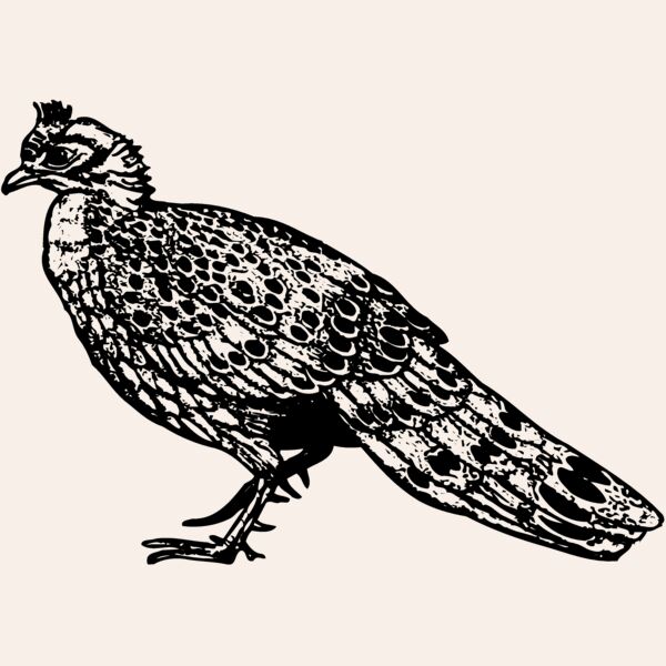 BIRD064 Thumbnail