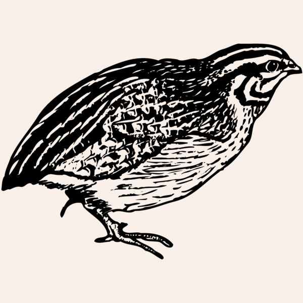 BIRD065 Thumbnail