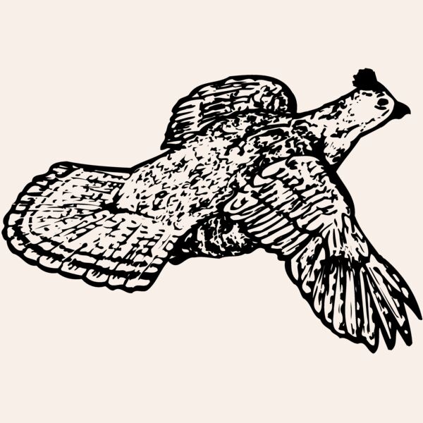 BIRD066 Thumbnail