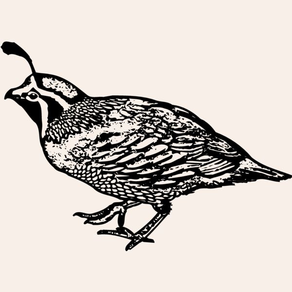 BIRD068 Thumbnail