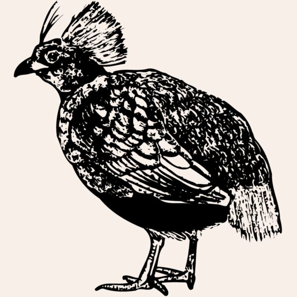 BIRD070 Thumbnail