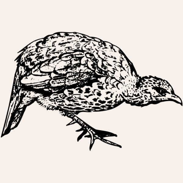 BIRD071 Thumbnail