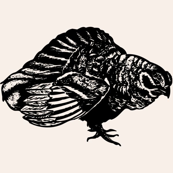 BIRD073 Thumbnail