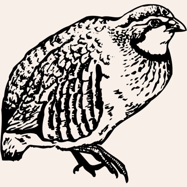 BIRD074 Thumbnail