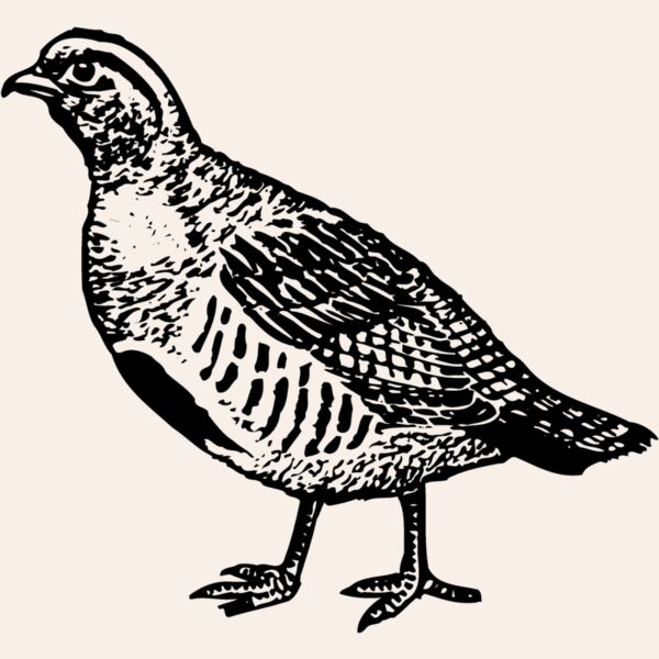 BIRD075 Thumbnail