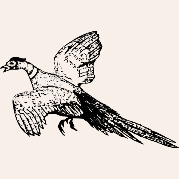 BIRD076 Thumbnail