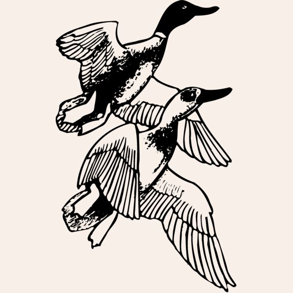 BIRD078 Thumbnail