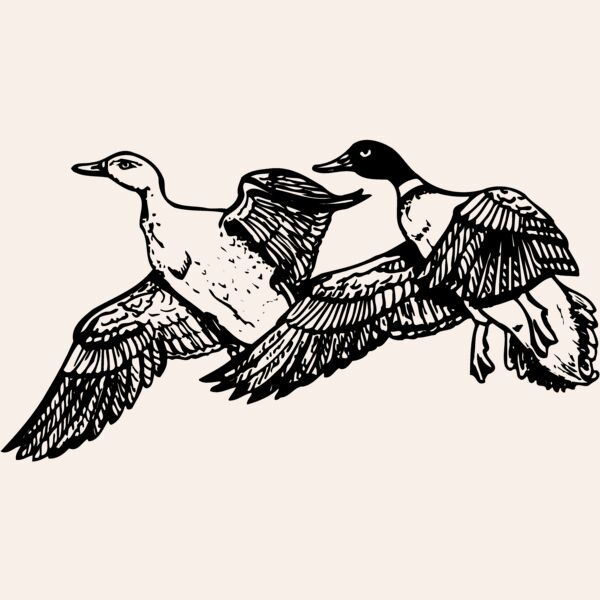 BIRD080 Thumbnail