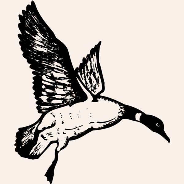 BIRD082 Thumbnail