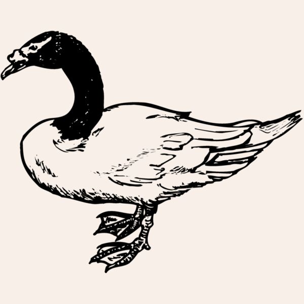 BIRD086 Thumbnail