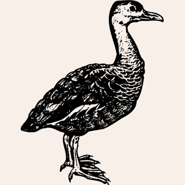 BIRD089 Thumbnail