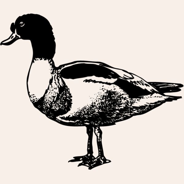 BIRD090 Thumbnail
