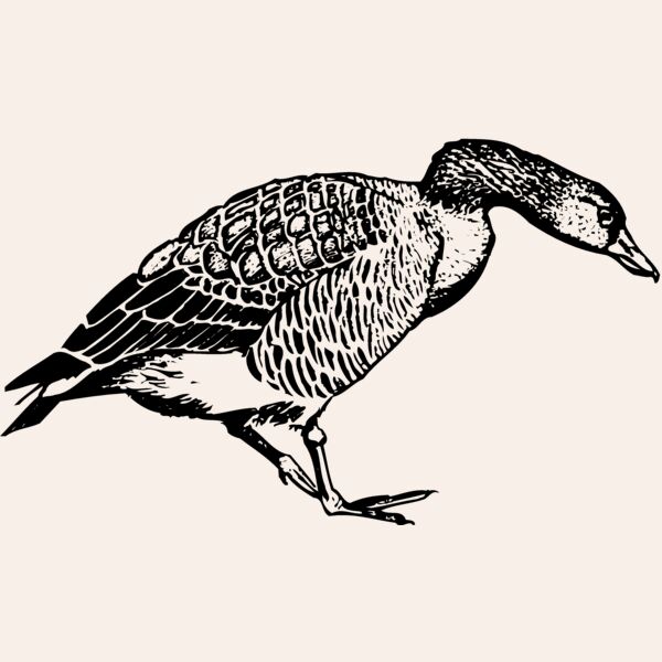 BIRD091 Thumbnail