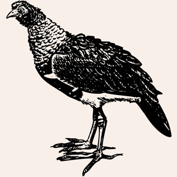 BIRD092 Thumbnail
