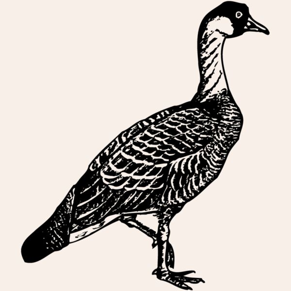 BIRD107 Thumbnail