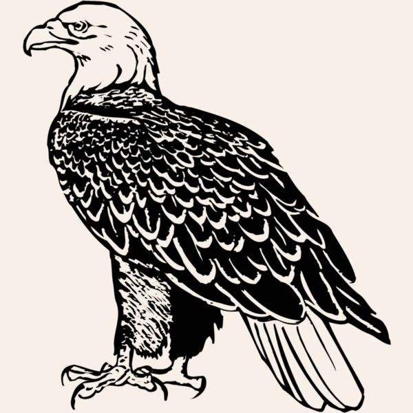 EAGLE017 Thumbnail