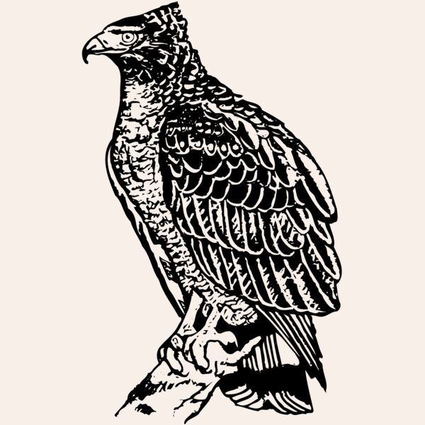 EAGLE019 Thumbnail