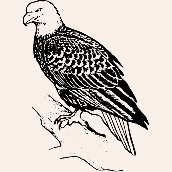 EAGLE021 Thumbnail